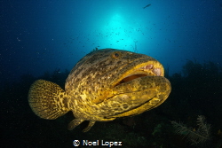 Goloath grouper encounter by Noel Lopez 